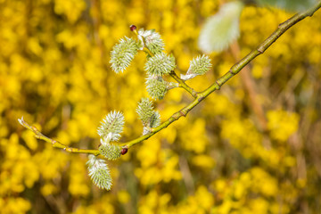 Close up of catkins budding on small tree branch