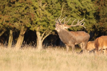 Red deer - Rutting season