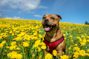 Portrait of a staffordshire bull terrier in yellow flower field in spring. Blue sky, summer, pet,...