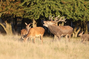 Red deer - Rutting season