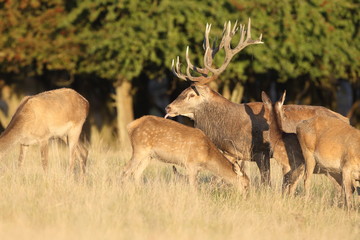 Red deer - Rutting season
