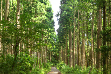 Japanese Forest 01