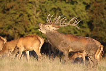 Red deer - Rutting season