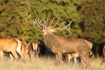 Red deer - Rutting season