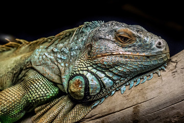 Closeup macro shot of a beautiful iguana outdoors with black background.