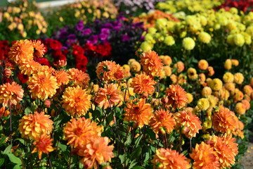 Red, orange, yellow and purple Dahlia flowers in a field