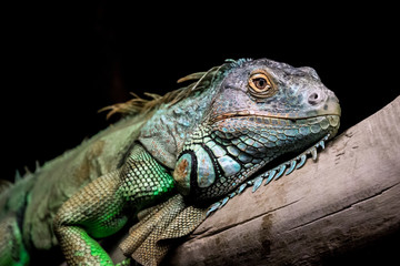 Iguana relaxing on a old stump with black background. Closeup, reptile and macro concept.