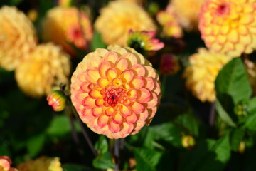 Orange Dahlia flower in a field of flowers