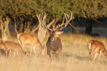 Red deer - Rutting season