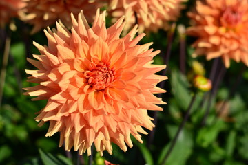 Orange Dahlia flower in a field of flowers