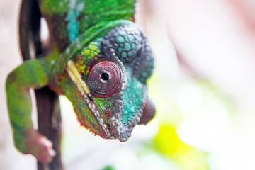 Chameleon portrait of red eyes and green body texture climbing down a stick. Chameleon, background, reptile, and animal, zoo concepts.