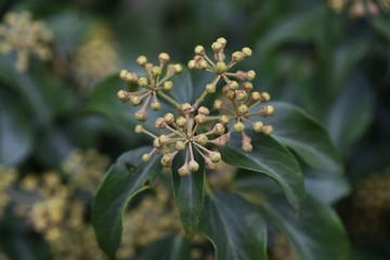 Hedera rhombea (Japanese ivy) flowers / Hedera rhombea is a vine evergreen tree that grows around rocks and trees, with yellow-green florets in late autumn.