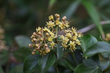 Hedera rhombea (Japanese ivy) flowers / Hedera rhombea is a vine evergreen tree that grows around rocks and trees, with yellow-green florets in late autumn.