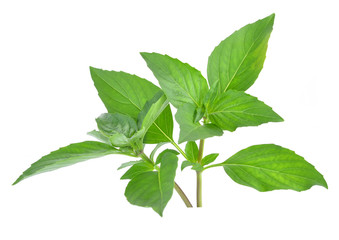 Sweet basil leaves isolated on white background