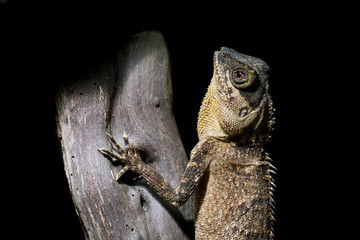 Reptile closeup of head and body textures in reptile park. Reptile, zoo, texture concepts.