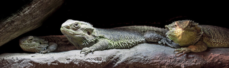 Obraz premium Panorama of three bearded dragons relaxing under the sun on a rock.
