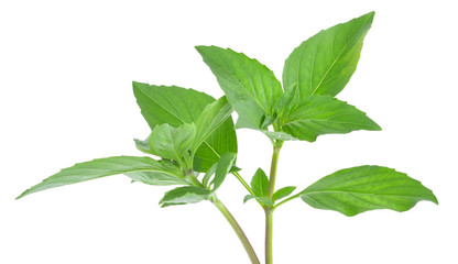 Sweet basil leaves isolated on white background