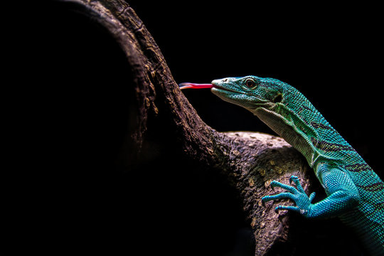Varanus prasinus lizard climbing a tree with a black background. Lizard, power, color, background and wallpaper concepts.