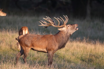 Red deer - Rutting season