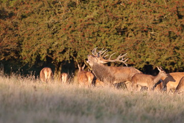 Red deer - Rutting season
