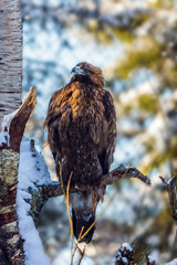 White-tailed eagle in winter day