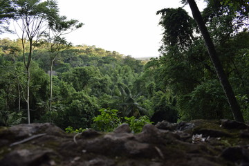 Fototapeta na wymiar Chão de rochas em floresta tropical