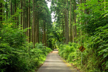 Japanese Forest 01