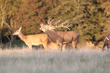 Red deer - Rutting season