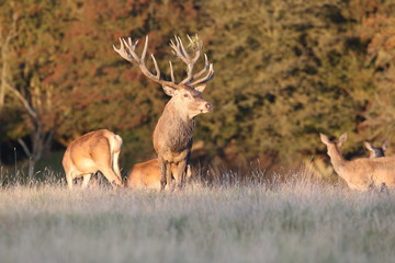 Red deer - Rutting season