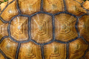 Naklejka premium Close up Sulcata tortoise skin for animal skin