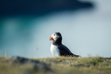 Puffin portrait in the grass with blurry background of the blue sea. Bird, birding, wildlife, animal, iceland, travel concept.