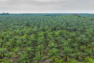 Aerial view of beautiful pattern palm oil plantation in Asia. Agricultural background