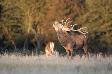 Red deer - Rutting season