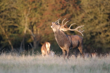 Red deer - Rutting season