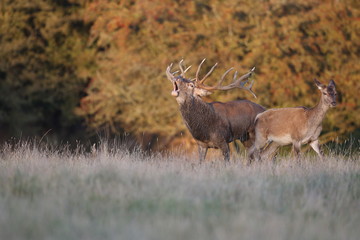 Red deer - Rutting season