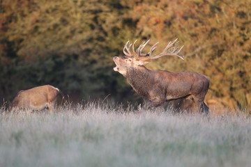 Red deer - Rutting season