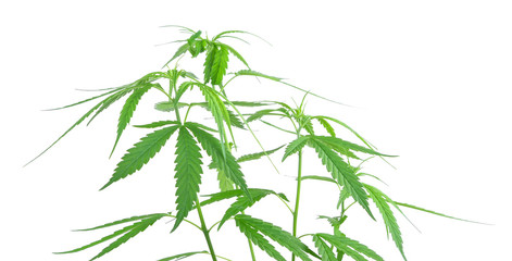 Marijuana plant isolated on white background