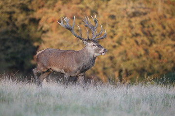 Red deer - Rutting season