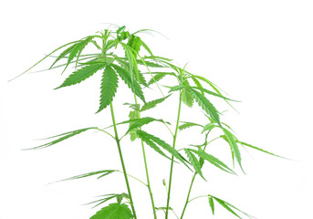 Marijuana plant isolated on white background