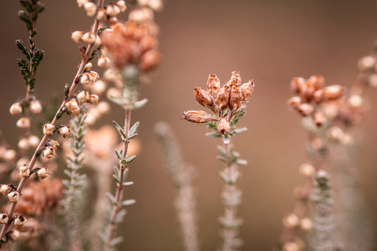 flowers in spring