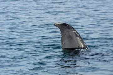 Fototapeta premium Humpback whale in the arctic water in Iceland.