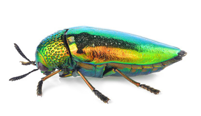 Metallic Wood Boring Beetle on white background