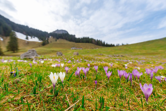 close up on wild crocos in purple and white on famous Mountain Heuberg with snow covered Alps in the background