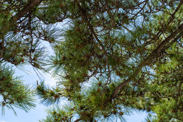 見上げる松の木