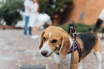 Couple Taking Dog For Walk In City Park