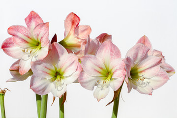 Amaryllis Flower against white background