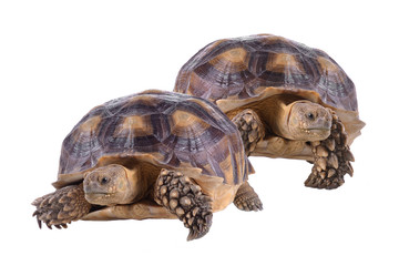 turtle isolated on white background