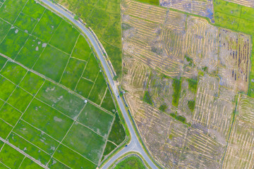 Aerial drone image of Beautiful Paddy village rice farm view at Kota Belud, Sabah, Borneo