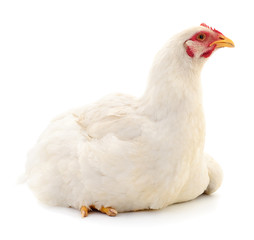 White hen isolated.