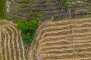 Aerial drone image of Beautiful Paddy village rice farm view at Kota Belud, Sabah, Borneo